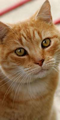 Hamish McHamish, Scottish celebrity cat, dies at age 15